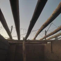 چوب سقفی تیجه