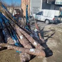 پخش درخت گردو جمال پربار و مقاوم به سرما و گرما|خدمات باغبانی و درختکاری|فرمهین, |دیوار