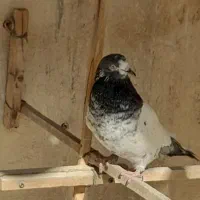 کبوتر   کفتر