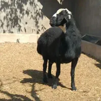 قوچ قره قزل ژندار