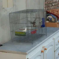 یک جفت سهره نر ماده