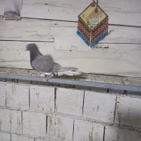 ماده دم سفید و دوکت سرور|پرنده|خمینیشهر, |دیوار