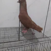 کفتر