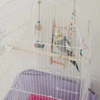 عروس هلندی نر با قفس و غذا