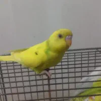 ۲ عدد مرغ عشق