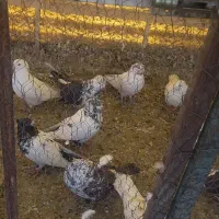 تعدادی کبوتر پرشی تهرانی و پاکستانی|پرنده|رودهن, |دیوار