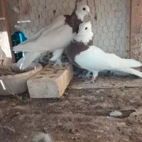 کفتر زینتی قشنگ