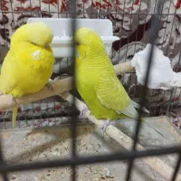 جفت مرغ عشق انگلیسی مولد|پرنده|تهران, بهارستان|دیوار