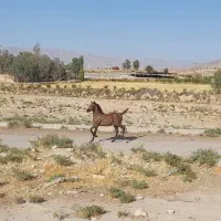 کره مادیون شجره دار|اسب و تجهیزات اسب‌سواری|شیراز, شاهچراغ|دیوار
