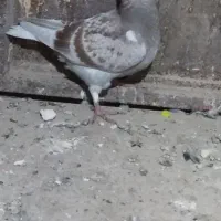 کفتر اوغون|پرنده|ملک‌آباد, |دیوار