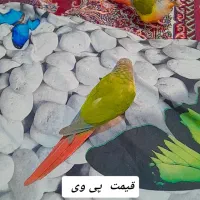 ا تعداد ۵عدد گرینچیک سخنگو و رام آواز خوان  ۱عدد|پرنده|طبس, |دیوار