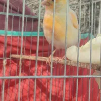 فروش قناری|پرنده|برازجان, |دیوار