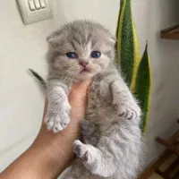 اسکاتیش فولد بلو‌گلد