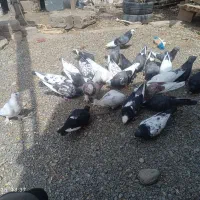 کبوتراهمگی دونه ای150|پرنده|بلوک, |دیوار