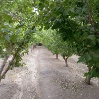 فروش زمین ۱۲۰۰ متری در راران|فروش زمین و ملک کلنگی|اصفهان, راران|دیوار
