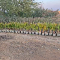 سلام نهالستان امبین بندر ماهشهر|خدمات باغبانی و درختکاری|بندر ماهشهر, |دیوار