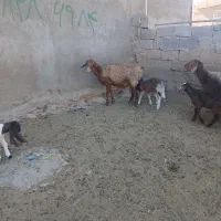 2راس میش زایده