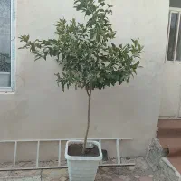 فروش نهال پرتقال