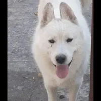 آکیتا ژاپنی|سگ|شیروان (خراسان), |دیوار