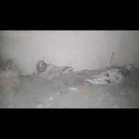 دوتا سور عروسک