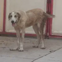 واگذاری سگ|سگ|اهواز, اهواز|دیوار