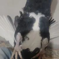 نر پلنگ اسطوره|پرنده|کرمان, |دیوار