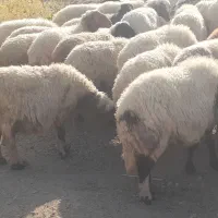 گله میش و بره ..گوسفند ابستن|حیوانات مزرعه|رومشکان, |دیوار