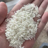 برنج هاشمی محلی|خوردنی و آشامیدنی|رشت, دیلمان|دیوار