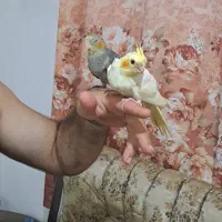 عروس هلندی