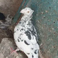 سار کاکلی نر پرشی