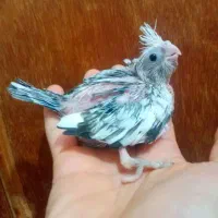 جوجه سرلاکی عروس طوطی