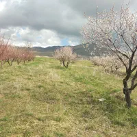 زمین ویلایی و باغ در اسپیران کوی دنیز