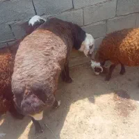 قوچ عروس تیز ران