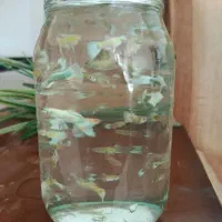 فروش فوری ماهی