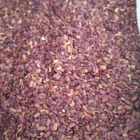 بنی تعله .عدس الملک.بنی تلخه