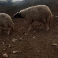 قوچ شیره دار|حیوانات مزرعه|ماهیدشت, |دیوار