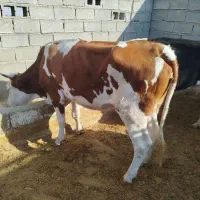 سه تا گاو جوان