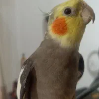 عروس هلندی|پرنده|آستارا, |دیوار