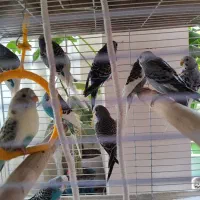 مرغ عشق|پرنده|تهران, زعفرانیه|دیوار