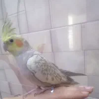 3 عدد عروس هلندی