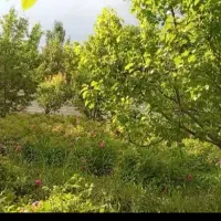 آلبالو گوشواره...داخل باغ