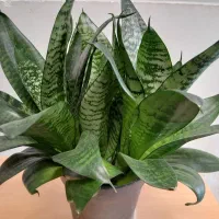 گل های اپارتمانی|گل و گیاه طبیعی|شاهرود, |دیوار