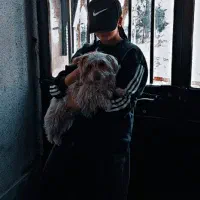 سگ آپارتمانی شیتزو