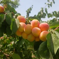 باغ در شهر نیر زیبای من