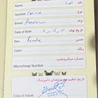 سگ پامر روباهی|سگ|کرمان, |دیوار