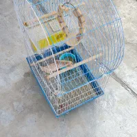 قفس عروس هلندی