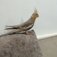 عروس هلندی نر سخنگو و اواز خوان