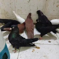 پرنده کبوتر