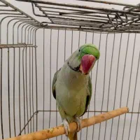 شاه طوطی نر