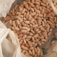لوبیا کشاورزی